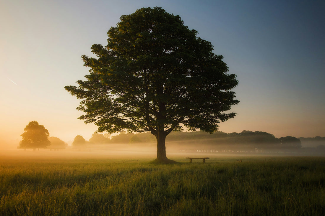 Baum im Morgennebel auf weiter Wiese – ein Jahrhundert Wachstum für deinen Tisch | Holzwerk Hamburg